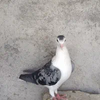 کبوتر ماده درشت و درجه یک|پرنده|اصفهان, شهرستان|دیوار