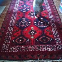 قالی دست بافت محلی|فرش|شوشتر, |دیوار