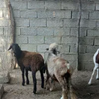 ۳ راس بره ماده ، سالم و سرحال|حیوانات مزرعه|گنبد کاووس, |دیوار