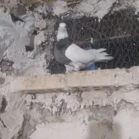 ماده الماسی