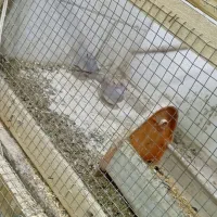 پرنده چینی|پرنده|بهبهان, |دیوار