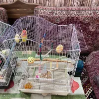 فروش پرنده