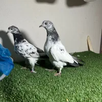 جوجه کبوتر خارجی پاکستانی