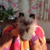 بچه گربه پرشین هیمالین