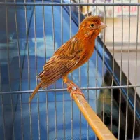 قناری دهن سهره ۵ماهه|پرنده|کوهدشت, |دیوار