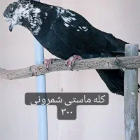 تهرون اصیل