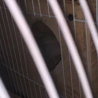 تعدادی عروس هلندی|پرنده|بندرعباس, |دیوار