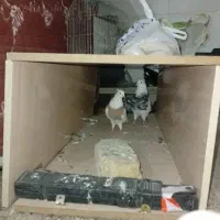 کبوتر طوقی پاک