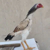 لاری|حیوانات مزرعه|تهران, بیسیم|دیوار