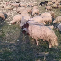 سنجابی درجه یک