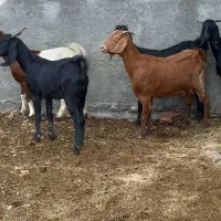 ۶راس بز جوان آبستن جنس بالا درجه یک برای داشتی