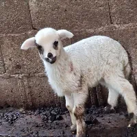 بره نر گوسفندنربره نرشیری