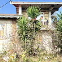 یوکا بلند ۳.۵ متر|گل و گیاه طبیعی|تالش, هشتپر|دیوار