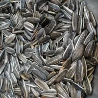 تخمه سنقری درجه یک|عمده‌فروشی|بیلوار, |دیوار