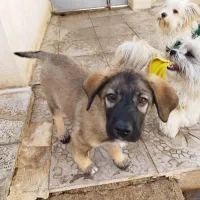 سگ بومی برای واگذاری