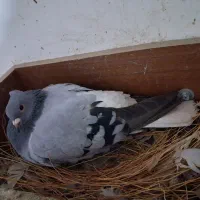 تعداد ۱۰۰عدد دم سفید کرمونی|پرنده|مشهد, هفده شهریور|دیوار