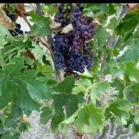 نهال انگور تاک میم