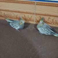 عروس هلندی باجوجه