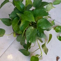 پتوس کاسه ای بزرگ رونده آویز پُر برگ|گل و گیاه طبیعی|قم, نیروگاه|دیوار