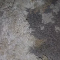 بادی به این قیمت تاروز دوشنبه