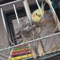 نر عروس هلندی