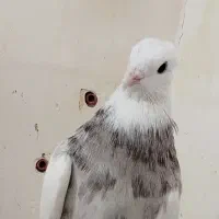 نر طوقی خال شکلاتی