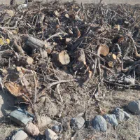 خرید ریشه درخت وچوب کهنه به قیمت مناسب