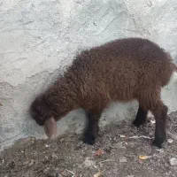 دو عدد بره سالم و سرحال وزن ۱۵تا۲۰کیلو