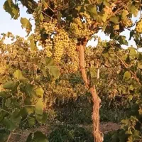 نیم هکتار باغ