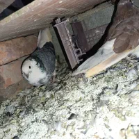 کبوتر|پرنده|احمدآبادمستوفی, |دیوار