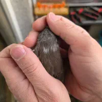 ماده انگلیسی اخمو نژاد دار|پرنده|تهران, سردارجنگل|دیوار