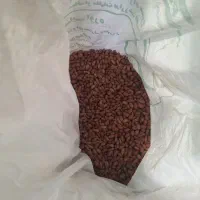 بذر بادام زمینی گُلی