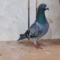 پلاکی|پرنده|اهواز, بهارستان|دیوار