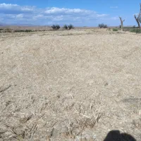 فروش عمده جو گندم و کاه بدون واسطه