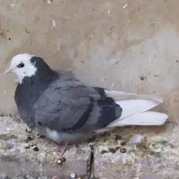 جوجه کفتر کبوتر