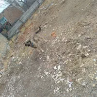 ماده عراقی|سگ|مشگین شهر, |دیوار