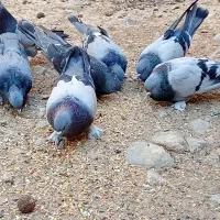 کبوتر پر|پرنده|فارسان, |دیوار