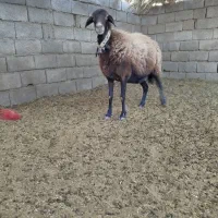 میش افشاری  قیمت ۱۸