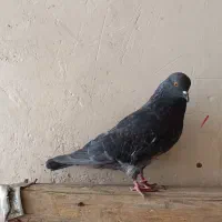 کبوتر|پرنده|نقده, |دیوار