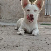 پاکوتاه نر