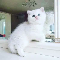 بیریتیش با صورتی گرد و تپل