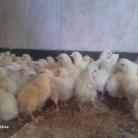جوجه مرغ گوشتی نژادراس