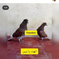 کبوتر جوجه پیش فروش