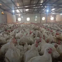 دیواندره استخدام جهت کار در مرغداری