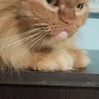 واگذاری رایگان