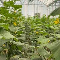 فروش-گلخانه