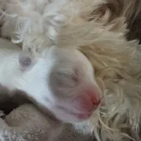 سگ تریر واگذاری