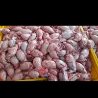 فروش دنبلان گوسفندی