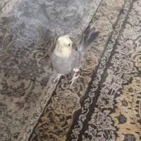 عروس هلندی