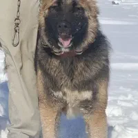 سگگ|سگ|تاکستان, |دیوار